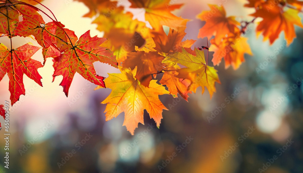 autumn leaves in the forest autumn leaves in the forest
