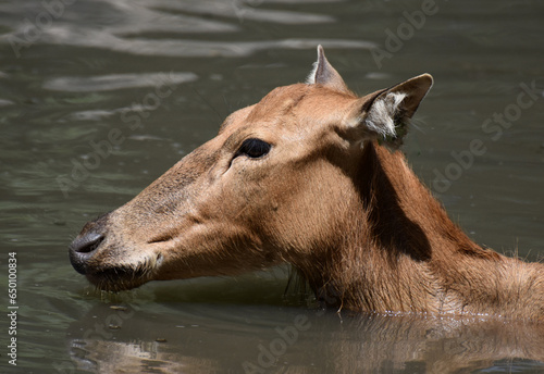Fototapeta Naklejka Na Ścianę i Meble -  Swimming Pere Davids Deer in the Water