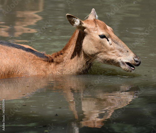 Fototapeta Naklejka Na Ścianę i Meble -  Young Pere Davids Deer Going for a Swim