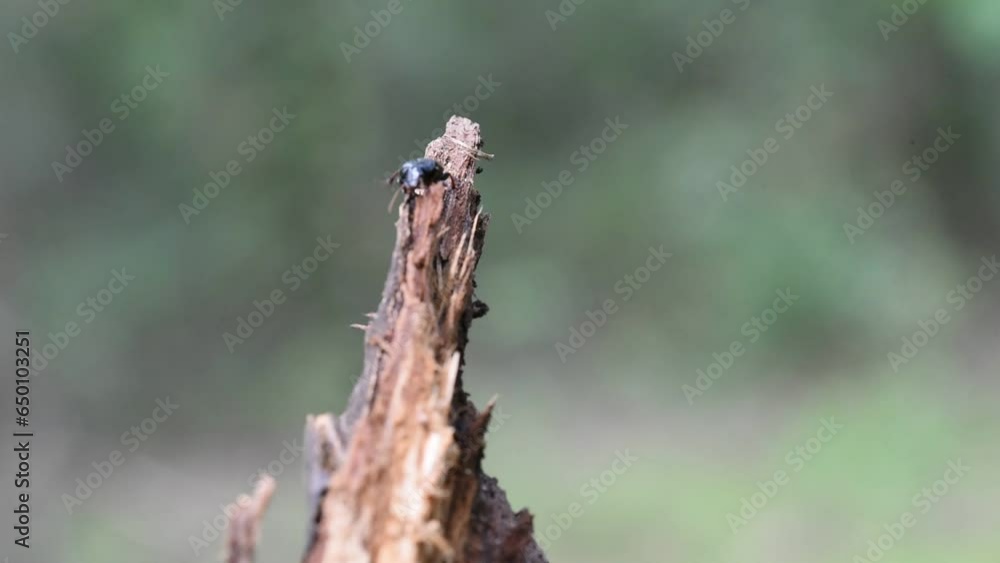 close up of a Tenebrio molitor - mealworm on a wood close up of a Tenebrio molitor - mealworm on a wood