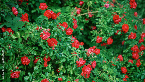 Bushes of blooming bright red roses in the garden.