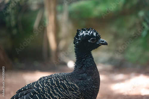 Portrait of a black bird in nature Crax Alberti photo