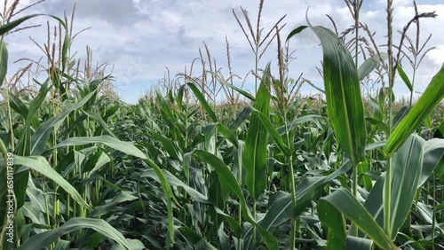 Crop of maize used for biogas production growing in Lincolnshire, England, United Kingdom