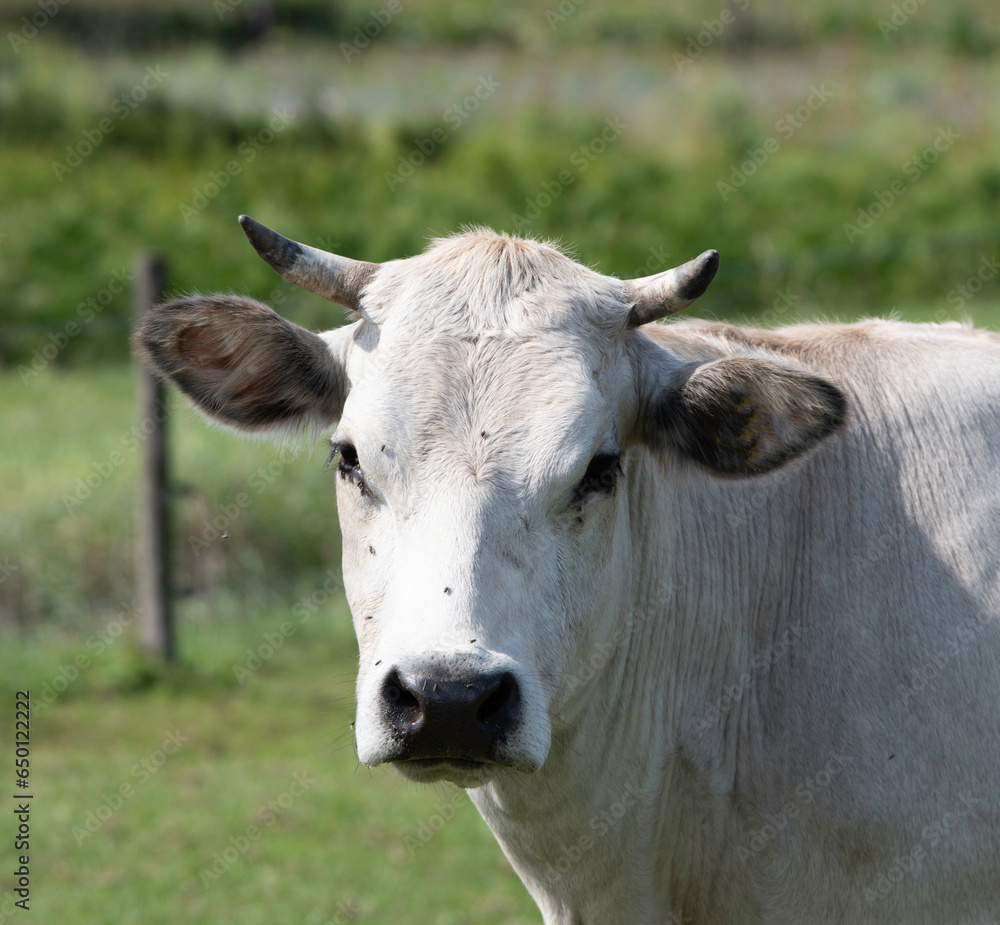 white cow in a field from the breed piemonte white cow in a field from the breed piemonte
