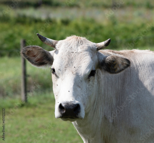 white cow in a field from the breed piemonte