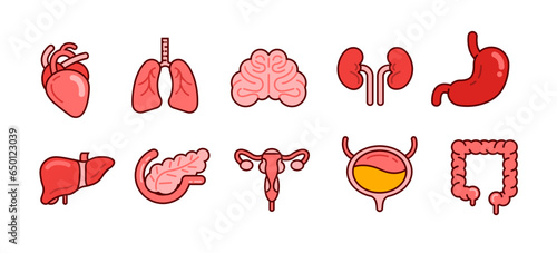 Human internal organs icon set, flat design style illustration with outline