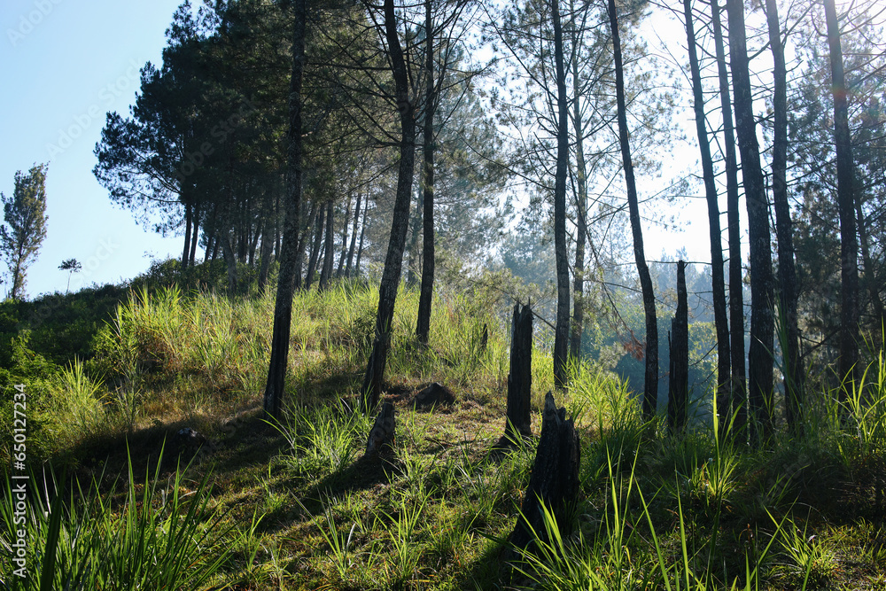 Fototapeta premium Morning sun in the pine forest with shadow. The autumn pine forest on sunrise