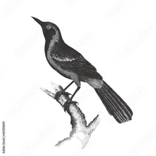 Black-throated thrush (Turdus atrogularis). Doodle sketch. Vintage vector illustration.