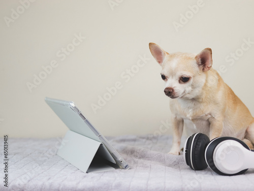  brown short hair Chihuahua dog sitting on bed and white background with digital tablet and headphones, looking at tablet screen. photo