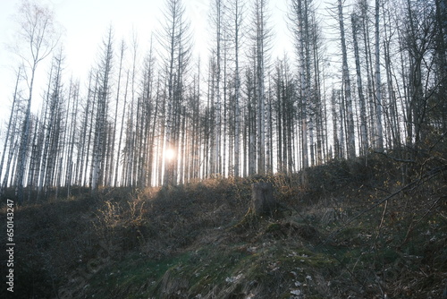 Sonne scheint durch den kahlen Bergwald im Harz