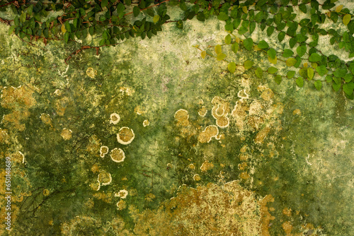 Abstract grunge green wall with growing green moss on rainy season .