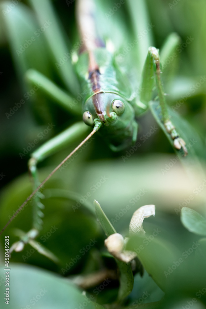 Macro d'une sauterelle verte vue de face au regard franc Macro d'une sauterelle verte vue de face au regard franc