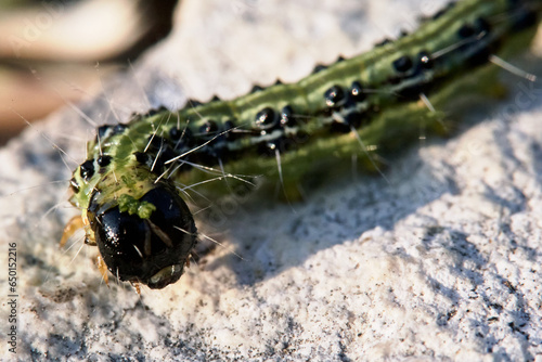 Macro d'une chenille de la pyrale du buis à l'heure dorée photo