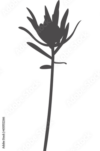 Blume, Wildblume, Silhouette mit transparentem Hintergrund 