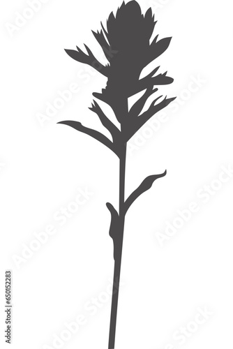 Wildblume, Blume, Silhouette mit transparentem Hintergrund 