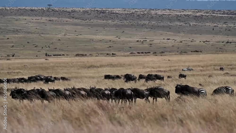 Zebras and Wildebeests grazing and strolling in Masai Mara Zebras and Wildebeests grazing and strolling in Masai Mara