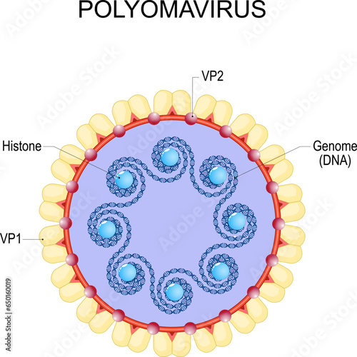 Polyomavirus. Anatomy of virion.