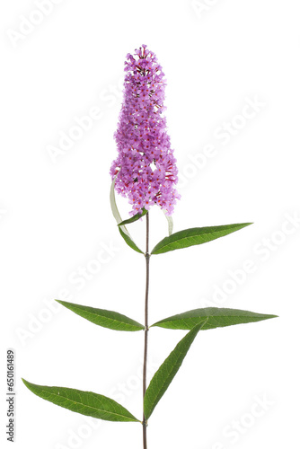 Buddleja flowers and foliage