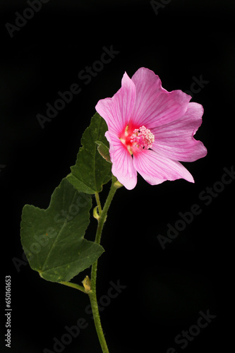 Lavatera against black