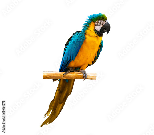 macaw parrot parakeet perching on isolate on transparent background PNG file