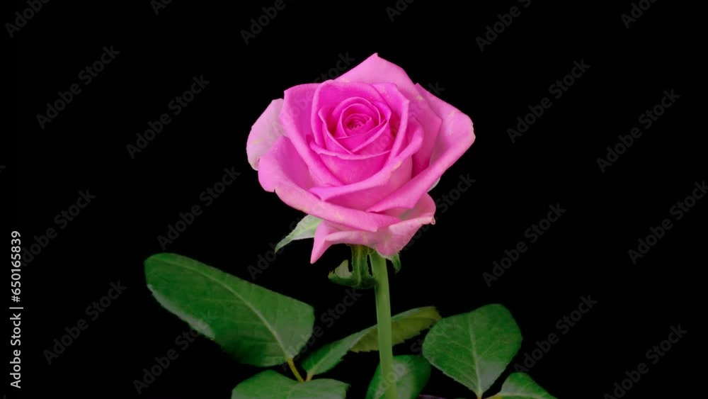 Rose Blossoms. Beautiful Time Lapse of Opening Pink Rose Flowers on Black Background. 4K. Rose Blossoms. Beautiful Time Lapse of Opening Pink Rose Flowers on Black Background. 4K.
