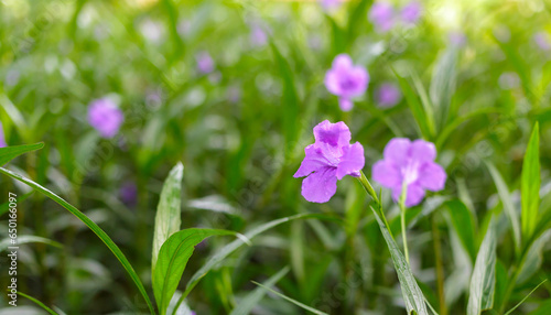 Purple Ruellia tuberosa flower beautiful blooming flower green leaf background. Spring growing purple Britton's Wild Petunia flowers and nature comes alive