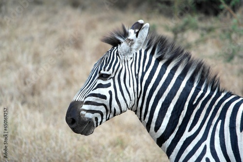 Zebra in Uganda in Lake Mburu