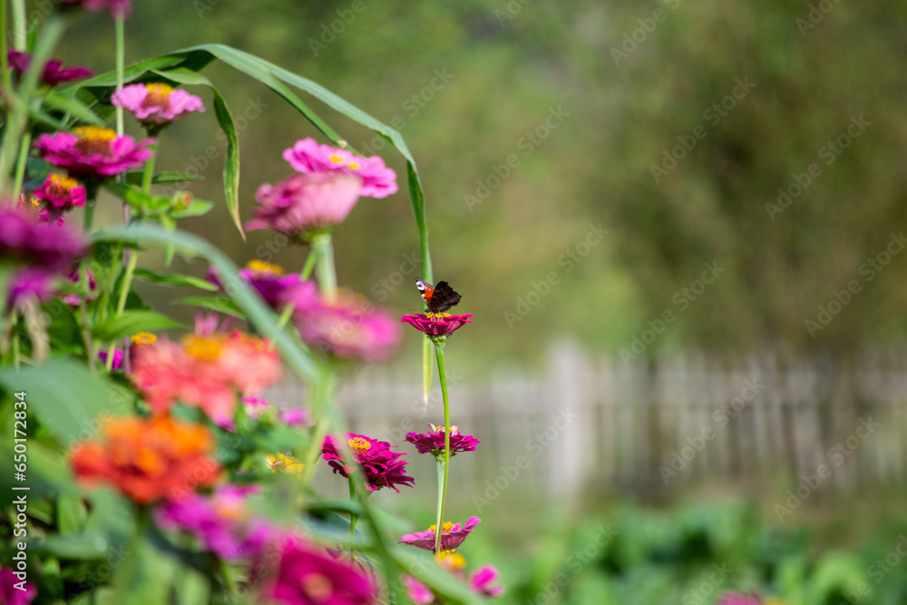 butterfly on a flower butterfly on a flower