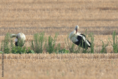 cicogne nel campo