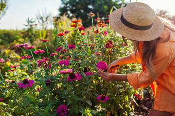 Woman gardener picks colorful zinnias in summer garden using pruner at sunset. Cut flowers harvest.