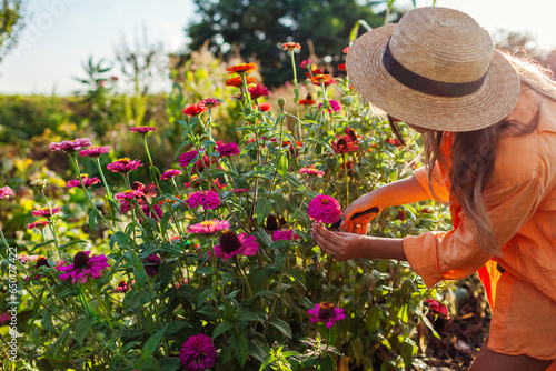 Woman gardener picks colorful zinnias in summer garden using pruner at sunset. Cut flowers harvest.