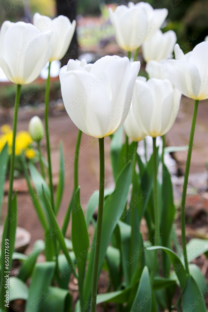 Fototapeta premium White Tulips in bloom at Araluen Botanic Park, Perth, Western Australia, Australia