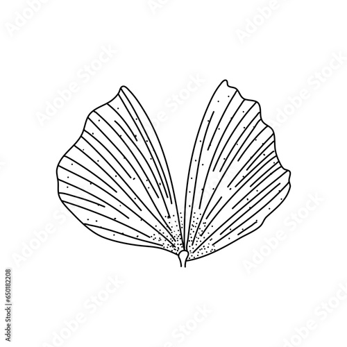 Alocasia leaf in a linear style. Botanical illustration isolated on white background. Element of linear design. Hand drawn sketch.