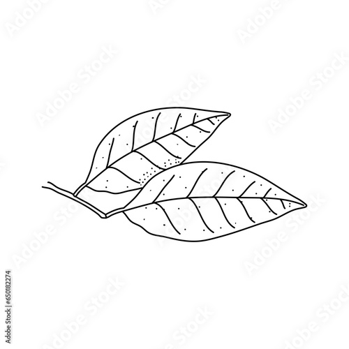 Hand drawn floral laurel leaves isolated on white background © fahmi