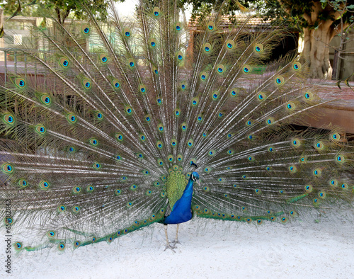 Male Peacock Fanning out Beautiful Tail Features to Attract Mate photo