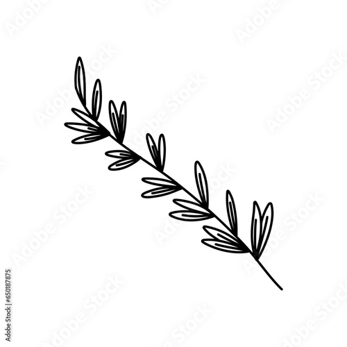 rosemary doodle icon, vector illustration isolated on white background