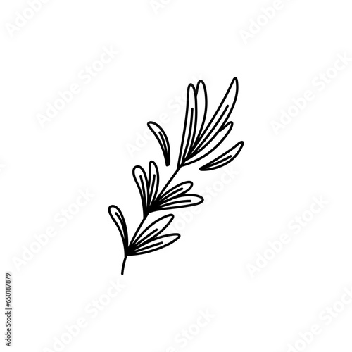 rosemary doodle icon, vector illustration isolated on white background