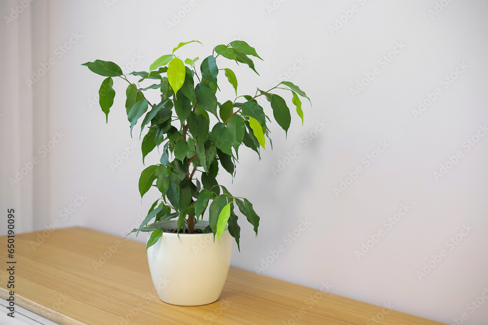 Green ficus in a pot on the table Green ficus in a pot on the table