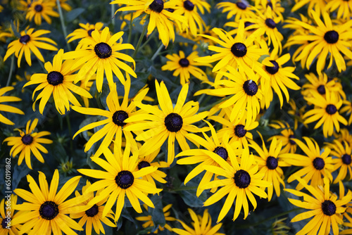 Beautiful floral background. Bright yellow rudbeckia or Black Eyed Susan flowers. Colorful nature abstract. Bright colors of autumn.