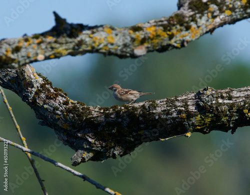 Spatz auf einem abgestorbenen Ast im Sommer photo