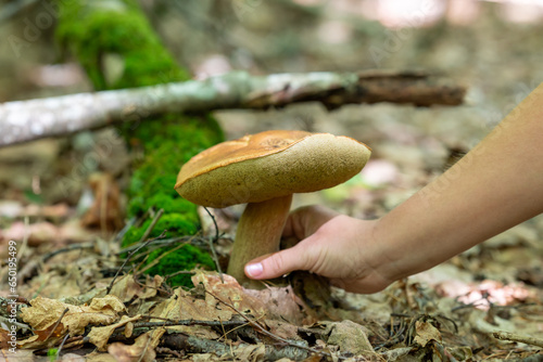 Close up hand picking big boletus mushroom in forest. Picking white mushrooms in autumn