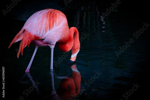 Flamenco Flamingo Caribeño in the water