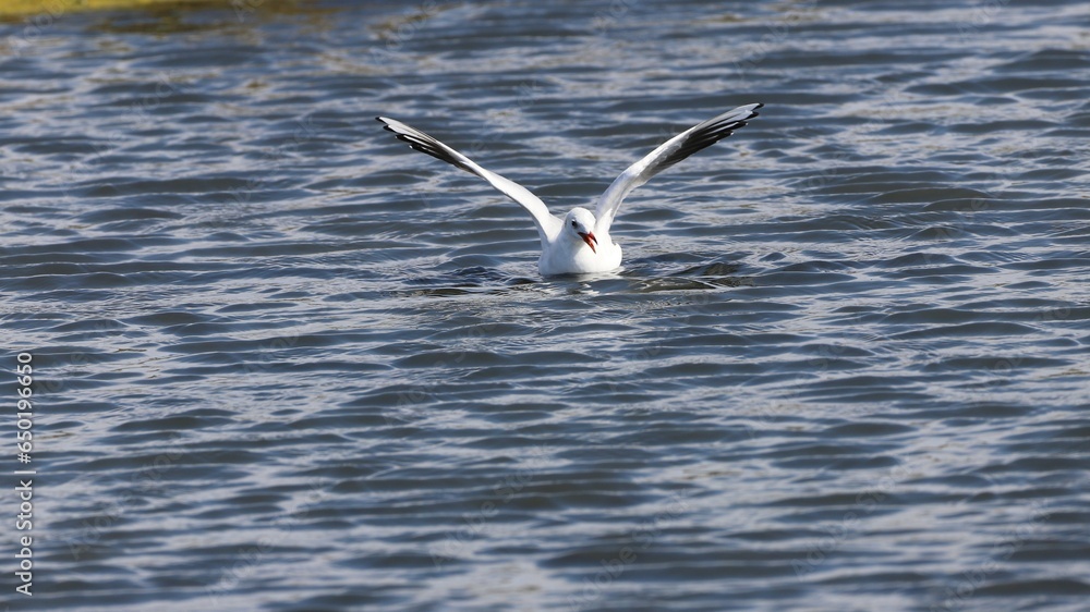 Fototapeta premium mouette en vol