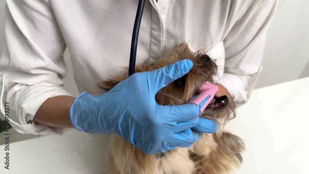 A dog is being examined by a veterinarian at the clinic, a female doctor examines a sick dog in the veterinary office A dog is being examined by a veterinarian at the clinic, a female doctor examines a sick dog in the veterinary office