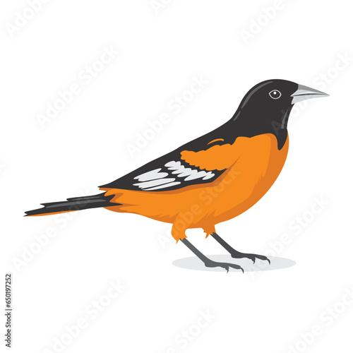 Baltimore Oriole Bird Vector Illustration