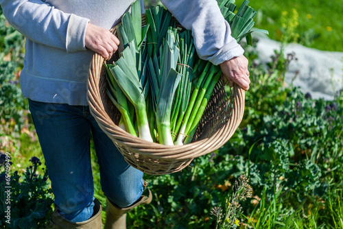 Freshly harvested leeks and spring onions in a basket photo