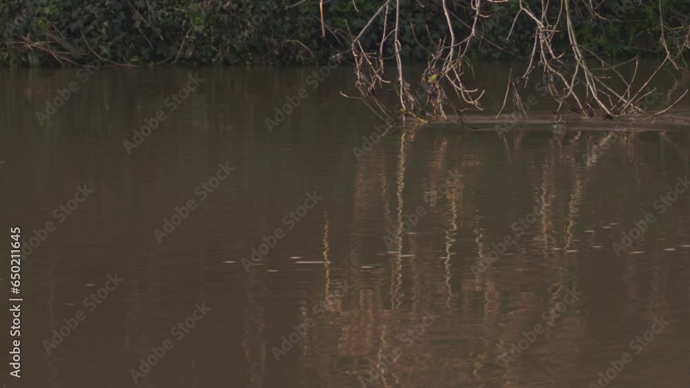 Water flowing down river with Low-hanging tree branches touching surface creating ripples in the background Water flowing down river with Low-hanging tree branches touching surface creating ripples in the background