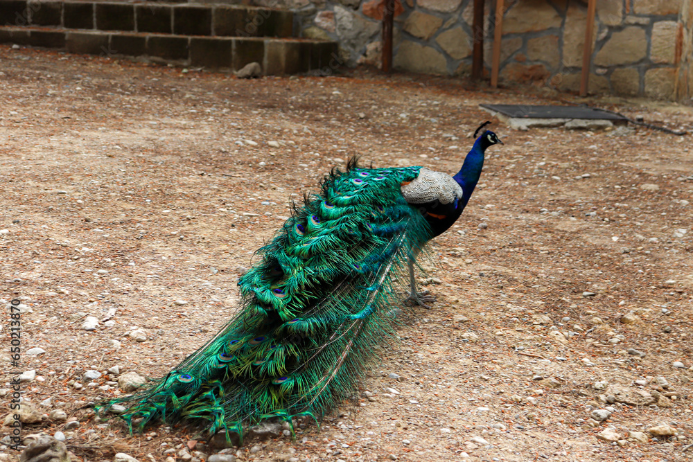 Obraz premium Peacock (Peafowl, Peachicken) train tail closed from behind at the Seven Springs (Epta Piges) famous tourist attraction park