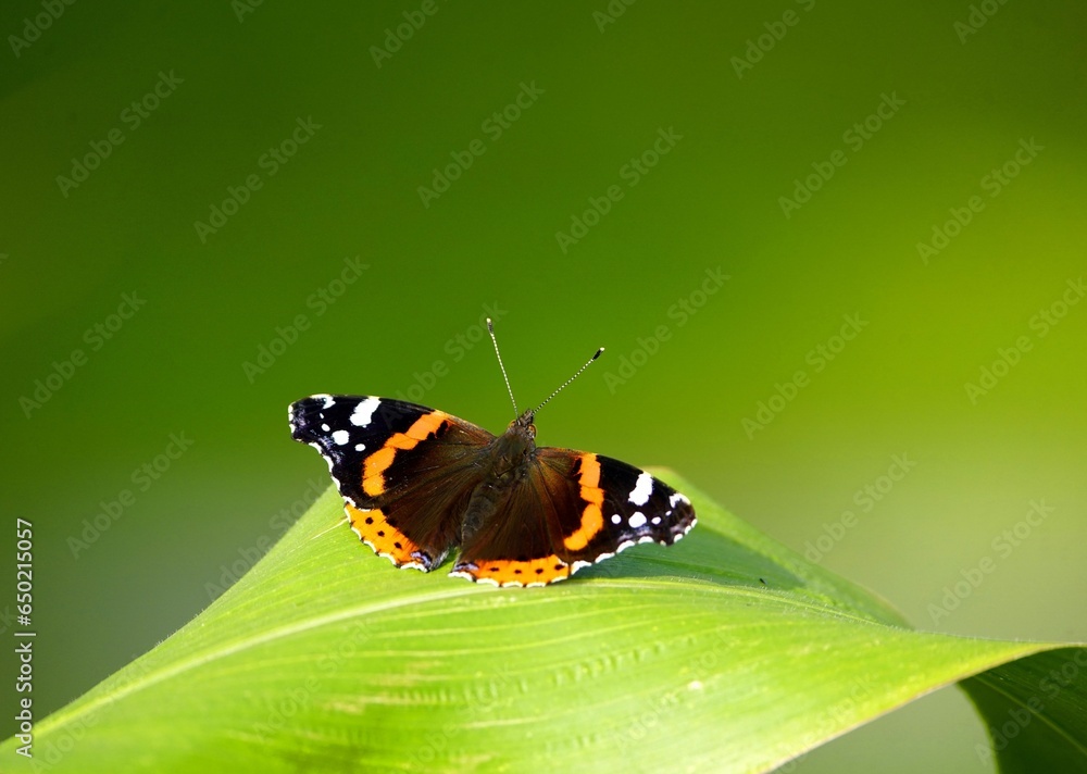 Φωτογραφία Vanessa atalanta, the red admiral or red admirable, is a well-known colourful butterfly, found in temperate Europe, Asia and North America