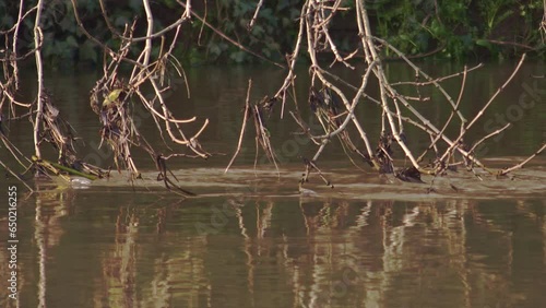 Low-hanging tree branches touching surface of fast-flowing river water creating ripples 
